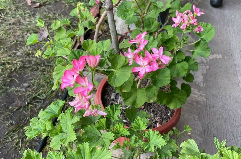 Изображение Изображение квартиры "Дом под ключ «Марианна»" #6 #6