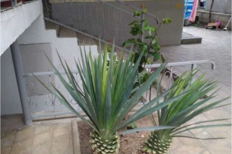 Изображение Изображение гостиницы "Гостевой дом «Елена»" #1 #1