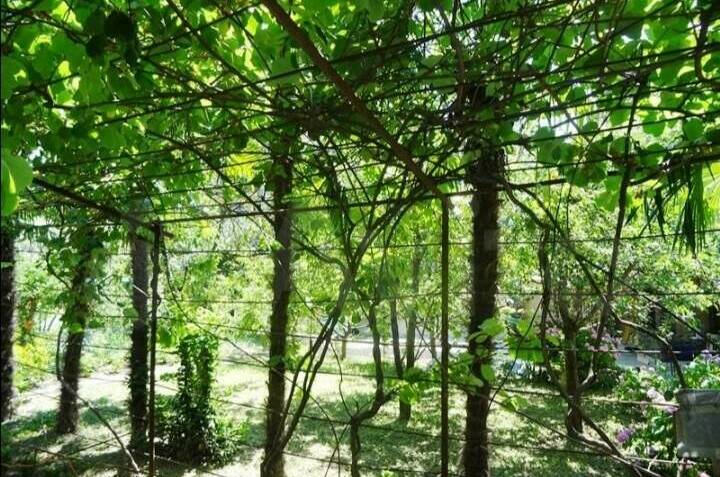 Изображение Изображение гостиницы &quot;Частный сектор «Инжир»&quot; #3 #3