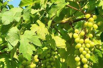 Изображение Изображение гостиницы &quot;Частный сектор «На Тургенева»&quot; #4 #4