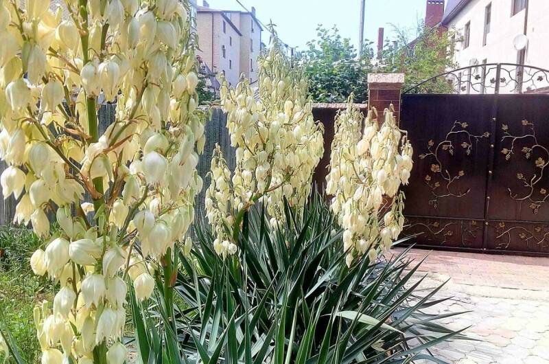 Изображение Изображение гостиницы &quot;Частный сектор «На Тургенева»&quot; #5 #5