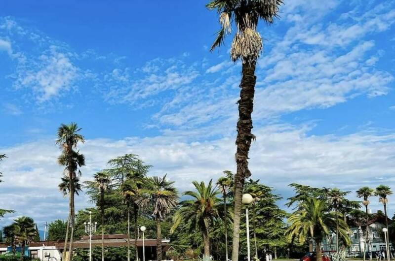 Изображение Изображение гостиницы &quot;Гостевой дом «Цитрус»&quot; #4 #4