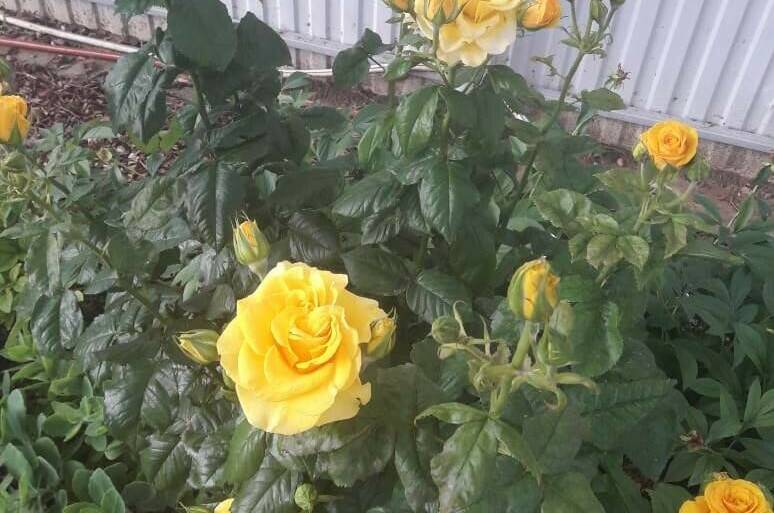 Изображение Изображение гостиницы &quot;Гостевой дом «Деревянные домики»&quot; #2 #2