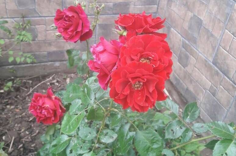 Изображение Изображение гостиницы &quot;Гостевой дом «Деревянные домики»&quot; #3 #3