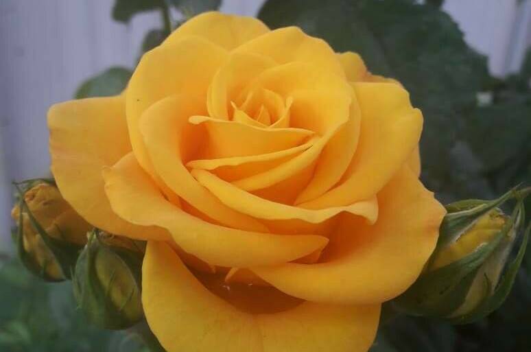 Изображение Изображение гостиницы &quot;Гостевой дом «Деревянные домики»&quot; #6 #6