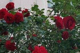 Изображение Изображение гостиницы &quot;Частный сектор «Черноморский»&quot; #3 #3