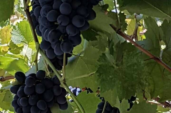 Изображение Изображение гостиницы &quot;Частный сектор «Черноморский»&quot; #4 #4