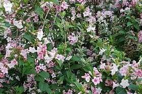 Изображение Изображение гостиницы &quot;Частный сектор «Черноморский»&quot; #6 #6