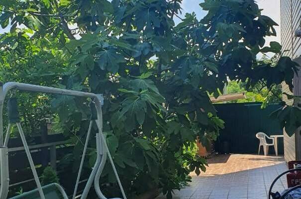 Изображение Изображение гостиницы "Гостевой дом «Дельфин на Приморской»" #8 #8