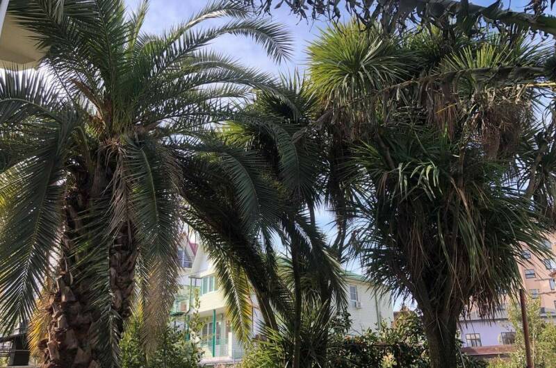 Изображение Изображение гостиницы "Гостевой дом «Тропики»" #6 #6