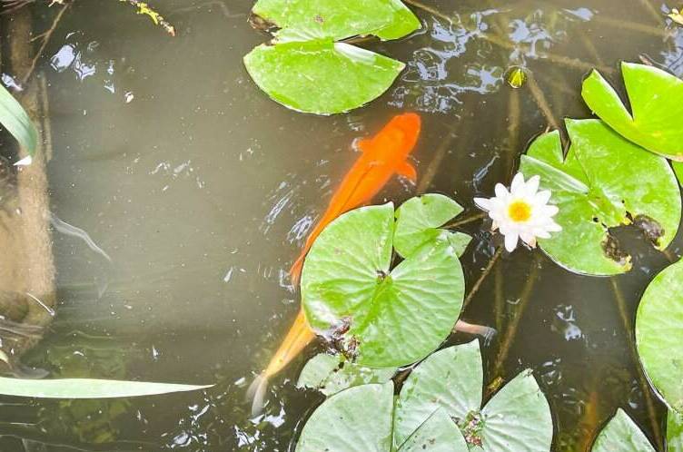 Изображение Изображение гостиницы &quot;Гостевой дом «Волшебная лампа»&quot; #2 #2