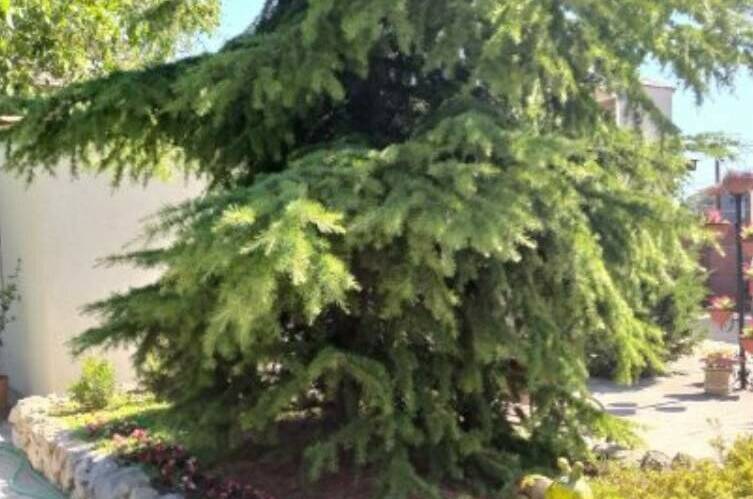 Изображение Изображение отеля / гостиницы "Гостевой дом «Домашний уют»" #11 #9