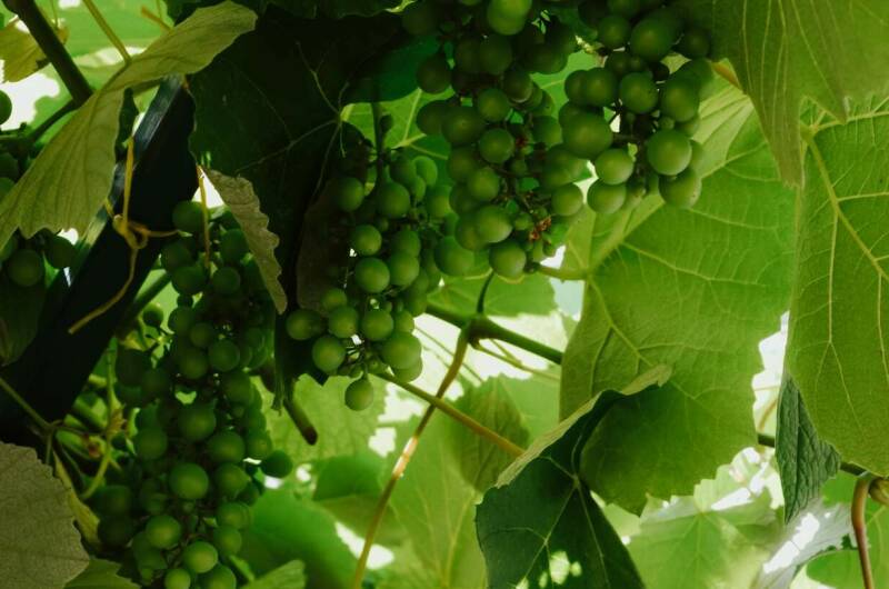 Изображение Изображение гостиницы &quot;Частный сектор «Высокий берег»&quot; #3 #3