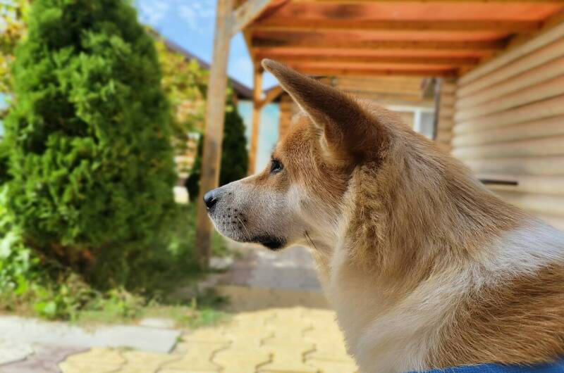 Изображение Изображение гостиницы &quot;База отдыха «Кокос»&quot; #4 #4