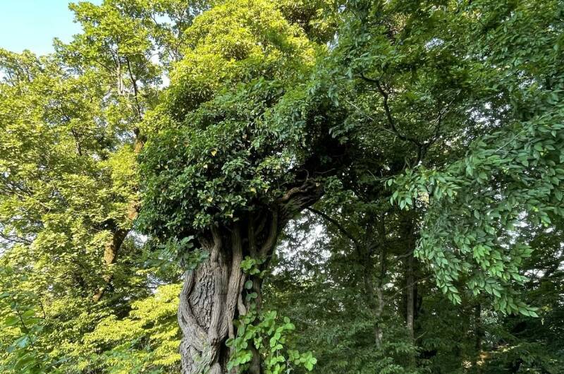 Изображение Изображение гостиницы "Гостевой дом «Изумрудные холмы»" #7 #7