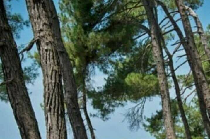 Изображение Изображение гостиницы &quot;Гостевой дом «Raiskiy Ugolok»&quot; #4 #4