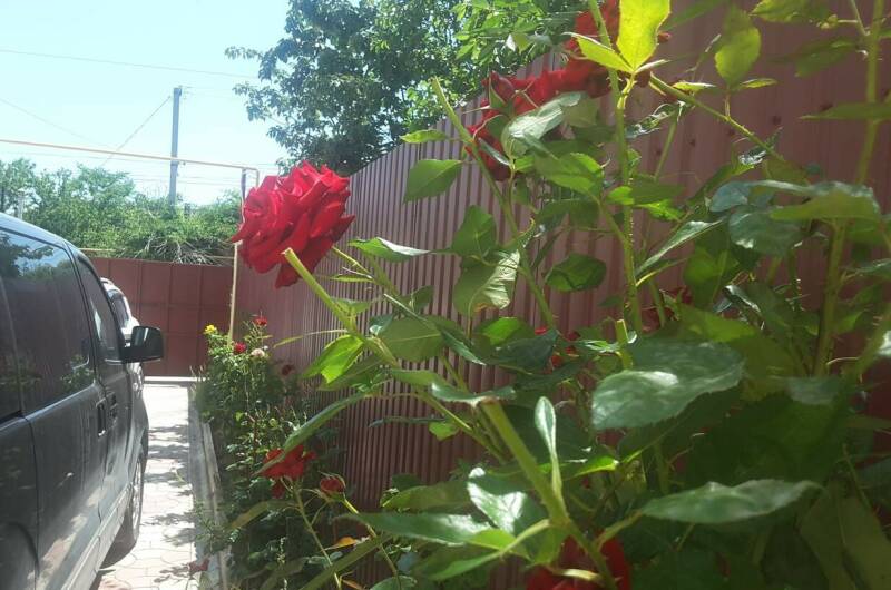 Изображение Изображение гостиницы &quot;Гостевой дом «У Светланы»&quot; #6 #6