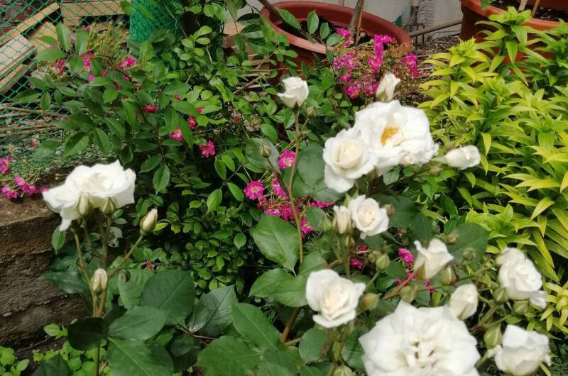 Изображение Изображение гостиницы "Гостевой дом «Ариэль»" #2 #2