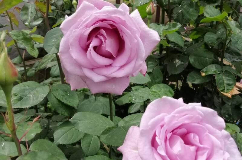 Изображение Изображение отеля / гостиницы "Гостевой дом «Ариэль»" #10 #8