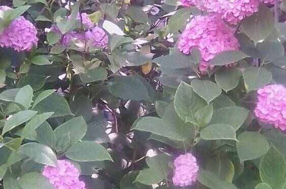 Изображение Изображение гостиницы "Частный сектор «У Кристины»" #2 #2