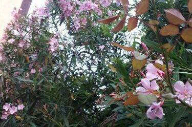 Изображение Изображение гостиницы "Гостевой дом «EdMan»" #3 #3