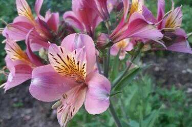 Изображение Изображение гостиницы "Гостевой дом «EdMan»" #8 #8