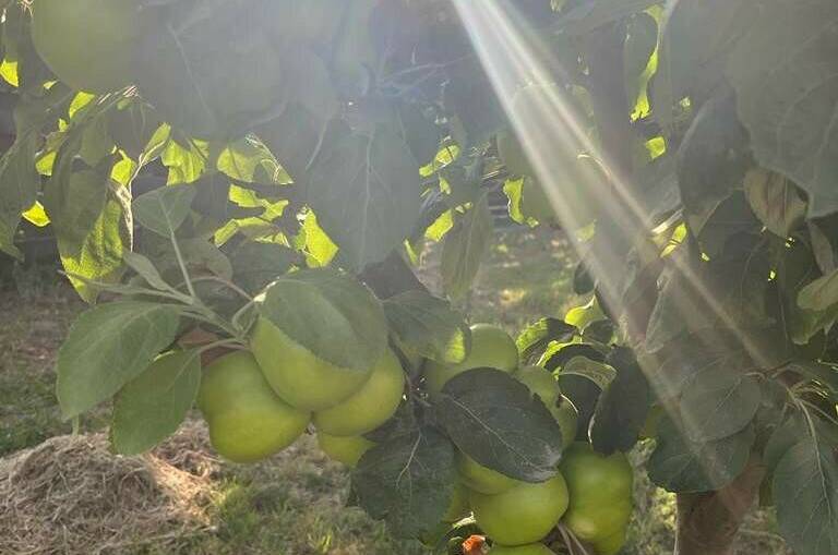 Изображение Изображение гостиницы &quot;Гостевой дом «Yanina House»&quot; #7 #7