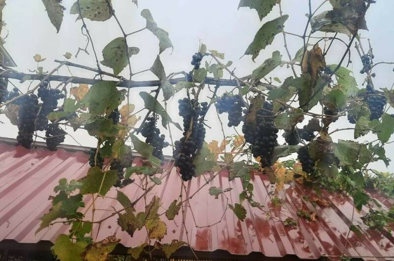 Изображение Изображение гостиницы &quot;Гостевой дом «Цандрипш»&quot; #3 #3