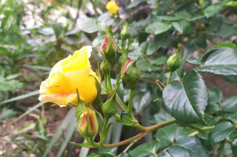 Изображение Изображение гостиницы &quot;Гостевой дом «Medine»&quot; #7 #7