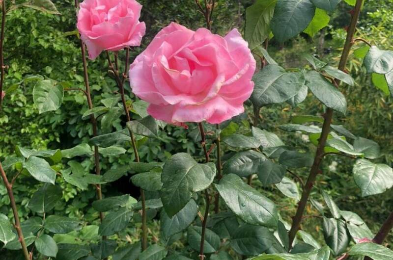 Изображение Изображение гостиницы "Гостевой дом «Сура»" #4 #4