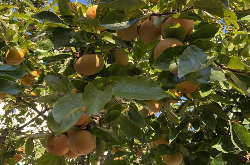 Изображение Изображение гостиницы &quot;Гостевой дом «Прибой»&quot; #2 #2