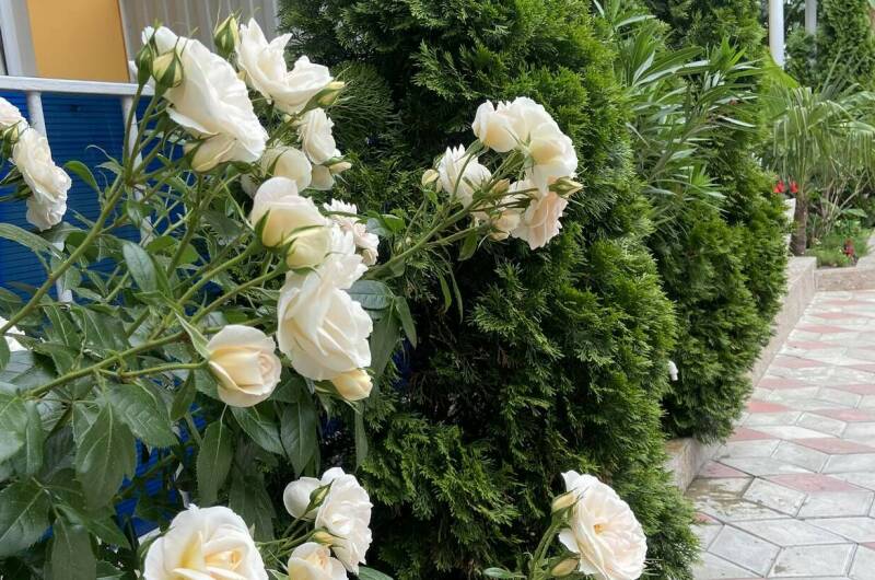 Изображение Изображение гостиницы &quot;Гостевой дом «Прибой»&quot; #7 #7