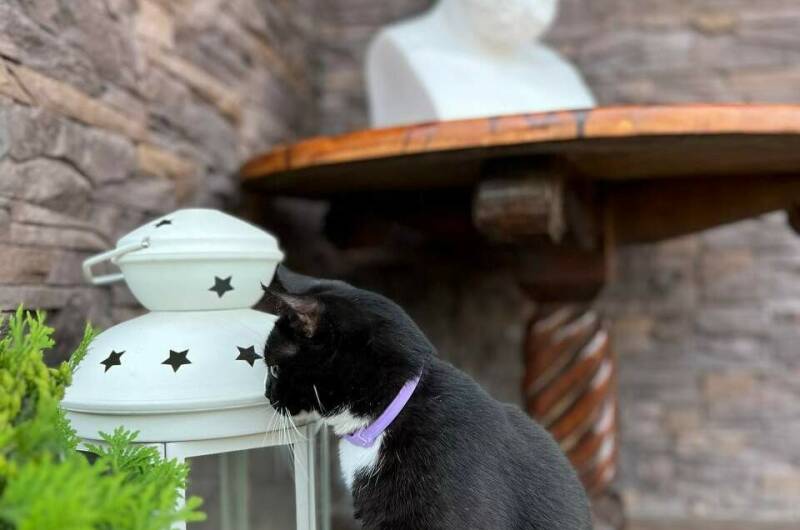 Изображение Изображение гостиницы &quot;Гостевой дом «SOK»&quot; #7 #7