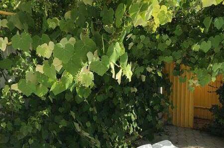 Изображение Изображение гостиницы &quot;Гостевой дом «Альпийский двор»&quot; #6 #6