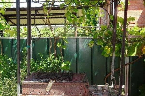 Изображение Изображение отеля / гостиницы "Гостевой дом «Камелия»" #10 #8