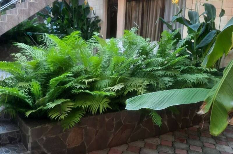 Изображение Изображение гостиницы &quot;Гостевой дом «Пальма»&quot; #5 #5