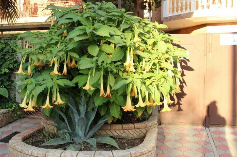 Изображение Изображение гостиницы &quot;Гостевой дом «Пальма»&quot; #8 #8