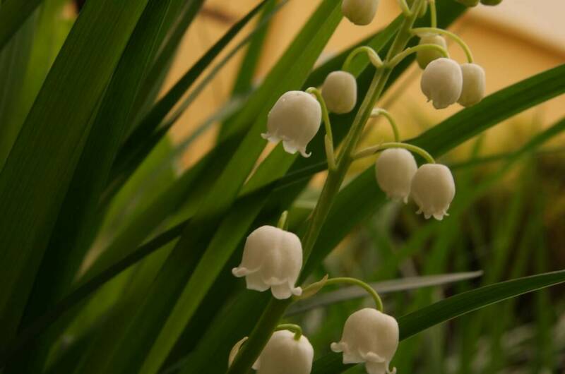 Изображение Изображение гостиницы &quot;Гостевой дом «Ландыш»&quot; #2 #2