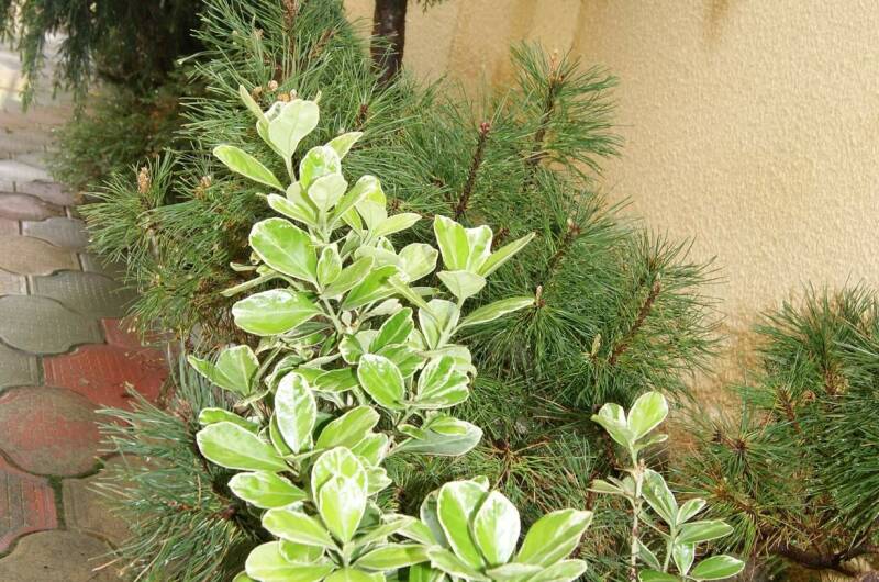 Изображение Изображение гостиницы &quot;Гостевой дом «Ландыш»&quot; #5 #5