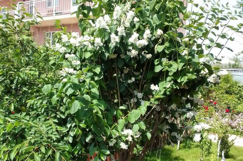 Изображение Изображение гостиницы &quot;Частный сектор «Янис»&quot; #7 #7