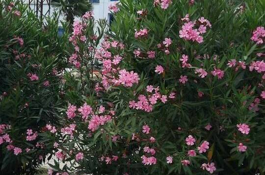 Изображение Изображение квартиры "Апартаменты «Носорог»" #2 #2