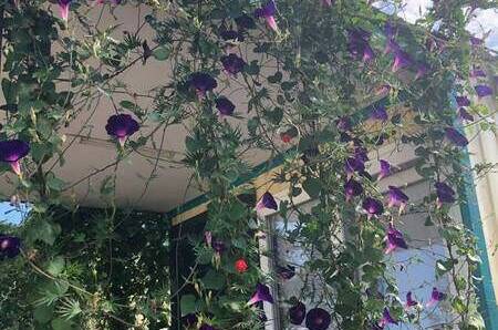 Изображение Изображение гостиницы "Комплекс бунгало «Быть добру»" #7 #7