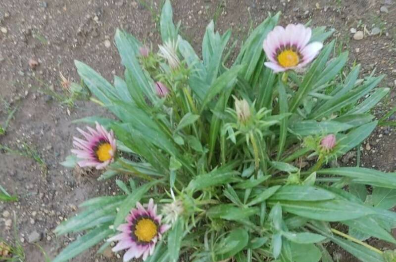 Изображение Изображение отеля / гостиницы "Гостевой дом на Адыгаа" #2 #2