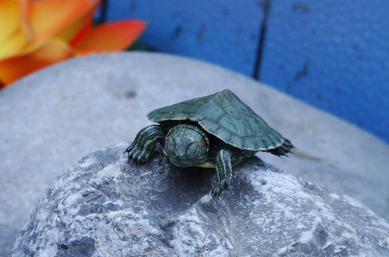 Изображение Изображение гостиницы &quot;Гостевой дом «Алита»&quot; #7 #7