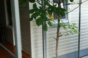 Изображение Изображение гостиницы "Частный сектор на «Лесном»" #6 #6