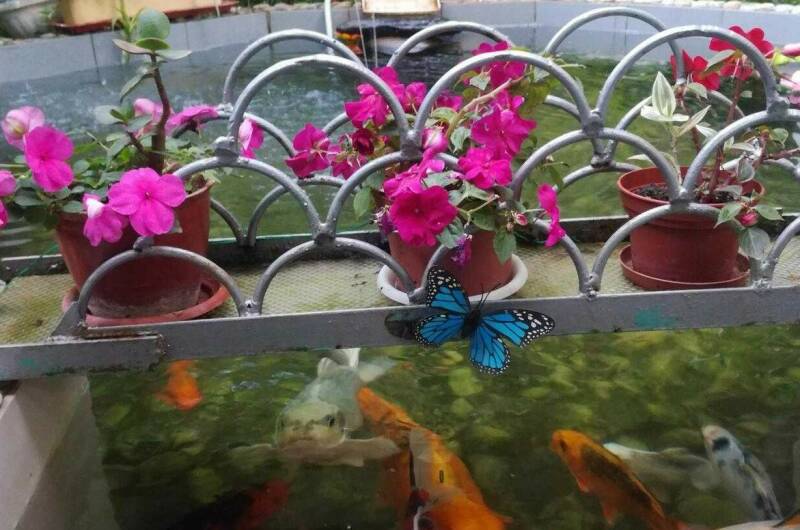 Изображение Изображение гостиницы "Гостевой дом «Ангели»" #4 #4