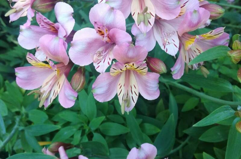 Изображение Изображение гостиницы "Гостевой дом «Ангели»" #6 #6