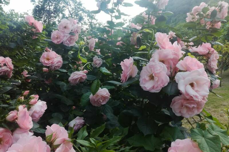 Изображение Изображение гостиницы "Гостевой дом «Ангели»" #7 #7