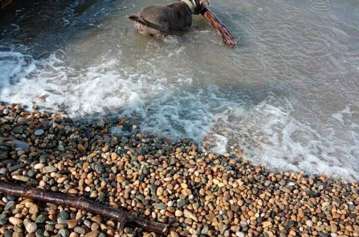 Изображение Изображение отеля / гостиницы "Гостевой дом «345 шагов»" #10 #8