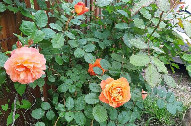 Изображение Изображение квартиры "Апартаменты в гостевом доме «Тишины хочу»" #5 #5